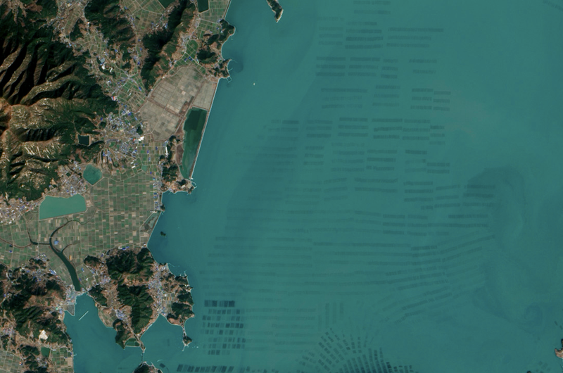 Illustration for article titled El extraño paisaje de las granjas de algas de Corea, desde el espacio